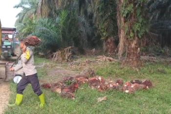 Meniti jalan Hoegeng di tanah Bungo, kisah Aipda Arjunif merajut damai