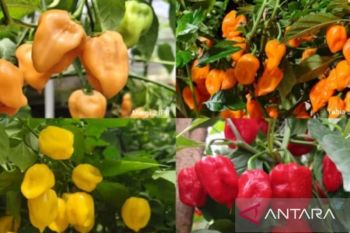 IPB rakit cabai habanero lokal dengan kepedasan hingga 1,3 juta SHU