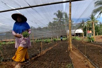 OJK: Penyaluran KUR tertinggi Lampung di wilayah basis ekonomi pedesaan