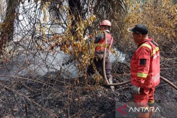 BPBD Pekanbaru siagakan 90 personel antisipasi karhutla, luas lahan terbakar capai 38 hektare