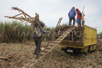 Kemenkop: Gula koperasi petani tebu dapat dipasarkan lewat KDKMP