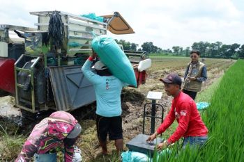 Bulog Kediri: Realisasi penyerapan gabah setara 73.561 ton beras