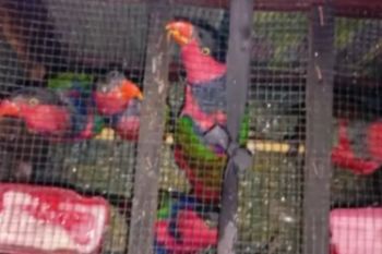 BKSDA Maluku amankan enam nuri kepala hitam di KM Leuser