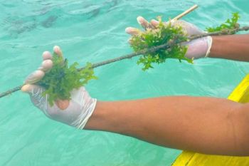 Dosen Undana meraih hibah riset Jepang teliti mikroplastik