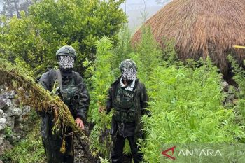 Koops Habema TNI ungkap keberadaan ladang ganja di Papua Pegunungan