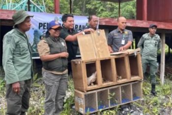 BKSDA Maluku melepasliarkan satwa dilindungi di kawasan TN Manusela