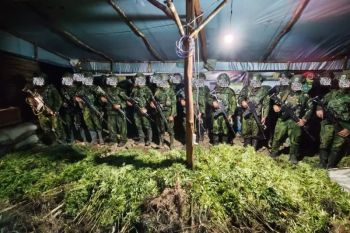 Satgas Habema temukan 5.000 batang ganja di Yahukimo