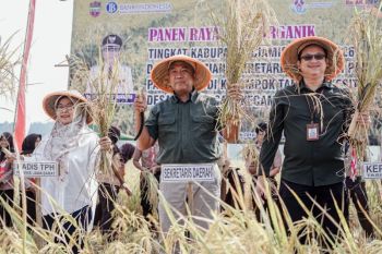 Pemkab Ciamis dorong pengembangan padi organik