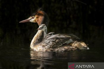 Flu burung diperkirakan melanda Selandia Baru dalam hitungan bulan