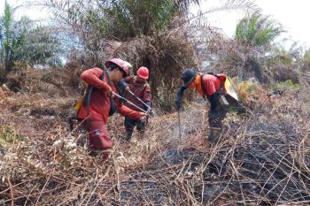 Balai Dalkarhut: Karhutla di Aceh Selatan padam total