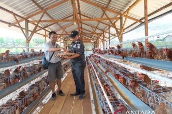 Budidaya ayam petelur perkuat ketahanan pangan dan membuka peluang ekonomi bagi masyarakat