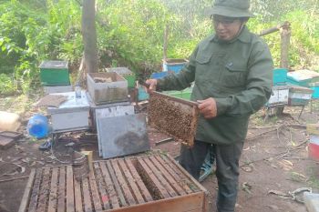 Cerita nekat Bambang Sugeng: dari bangkrut hingga mendulang emas cair di Hutan Akasia Perawang