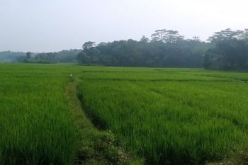 Juni, Distan Lebak realisasikan penambahan luas tanam 6.937 ha