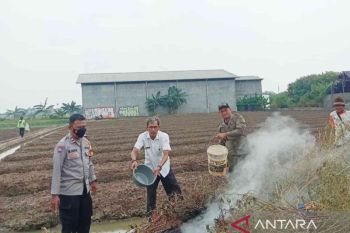 Asap hasil bakar sampah tingkatkan risiko gangguan kesehatan