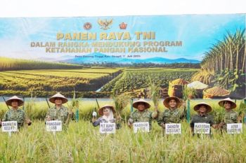 Plt Bupati Langkat dampingi Pangdam I/BB panen raya, perkuat swasembada pangan