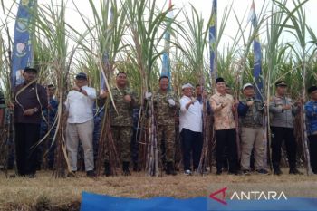 Pemprov Jabar: Majalengka jadi produsen tebu unggulan
