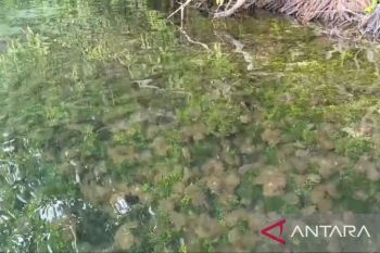 Pemprov Kaltim optimalkan Danau Kakaban sebagai obyek pariwisata