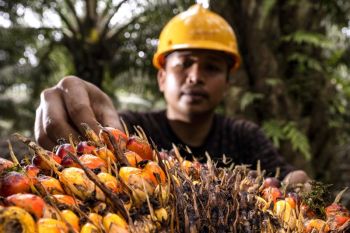 Akademisi: Ekonomi sirkular industri sawit perlu diperkuat