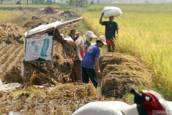 Proyeksi panen padi musim kemarau