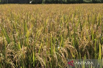 DPRD Batu siapkan perda LP2B lindungi lahan pertanian pangan