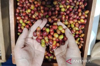 Govt aids disaster-hit coffee enterprises in expanding market access