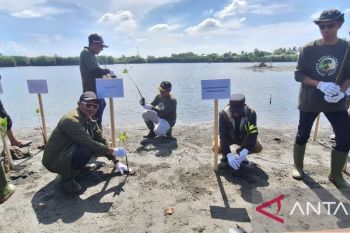 Kolaborasi Pemerintah Aceh, BPMA, dan Medco tanam 1.000 mangrove