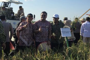 Memasuki musim panen, Bulog optimalkan penyerapan hasil pertanian Kalteng