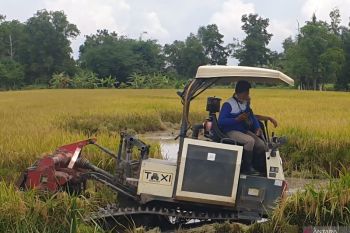 Produksi padi Sumsel meningkat 108.258 ton GKG
