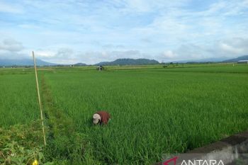 Pemprov Sulut lakukan antisipasi dampak kemarau terhadap produksi pertanian