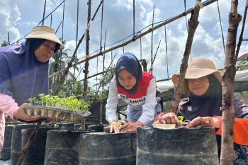 Kisah Chaidir Saleh, beri "sentuhan" manisnya melon premium untuk petani milenial