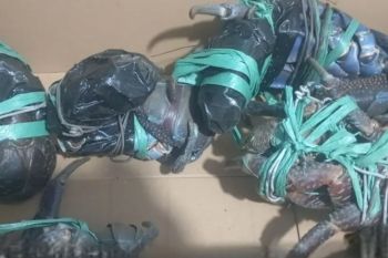 BKSDA Maluku gagalkan penyelundupan lima ekor ketam kenari di Ambon