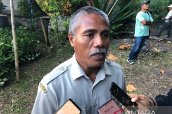 BPP Leihitu Barat dampingi petani kembangkan pala