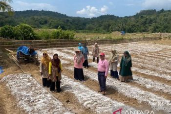 Sawahlunto kembangkan rehabilitasi lahan bekas tambang untuk pertanian
