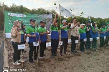 Amdatara menanam ratusan mangrove di Semarang perkuat DAS