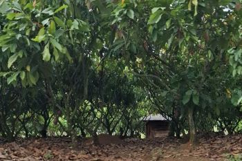 Pengembangan Kawasan Industri Kakao perkuat hilirisasi kakao di Lampung