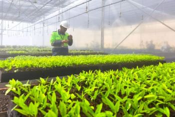 PT Vale siapkan satu juta bibit per tahun dukung reklamasi pascatambang di Kolaka