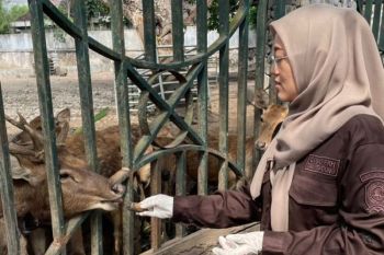 DPKH pastikan kesehatan rusa jawa di Pendopo Tulungagung berangsur pulih