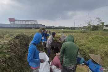 Kabupaten Bandung Barat siapkan berbagai upaya lindungi produksi padi di tengah kemarau