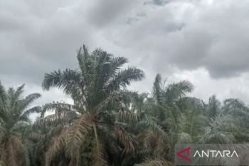 Disbun Jambi targetkan 7.800 hektare PSR sasar delapan kabupaten