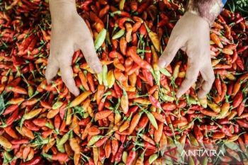 Harga cabai rawit Rp55.150 per kilogram, telur ayam Rp29.600 per kilogram