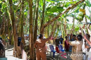 Teluk Wondama panen pisang seluas 10 hektare di Maimari