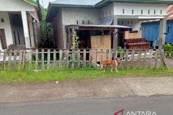 PPA sebut asus kekerasan perempuan dan anak di Sulsel seperti gunung es