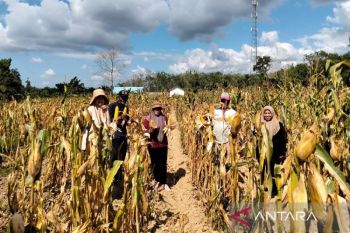 Tanah Bumbu genjot produksi jagung 7.732 ton per tahun