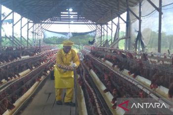 Pengembangan agribisnis ayam petelur perkuat kemandirian ekonomi desa