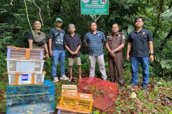 Polres Agam-BKSDA Sumbar lepasliar barang bukti ratusan burung