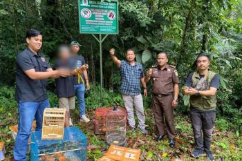 Polres Agam-BKSDA Sumbar lepasliar barang bukti ratusan burung (Video)
