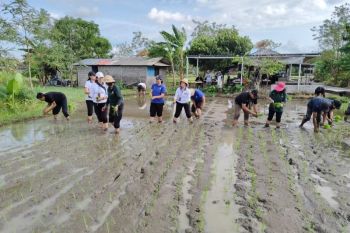 Denpasar tanam padi cakrabuana agritan yang adaptasi kemarau