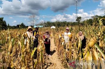 Kalsel kemarin dari digitalisasi UMKM hingga produksi jagung