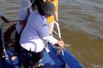 DKP-Kalbar lepas penyu sisik kembali ke laut