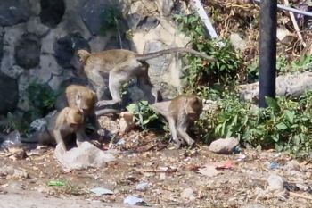BBKSDA imbau warga tidak beri makan monyet liar di Telaga Ngebel